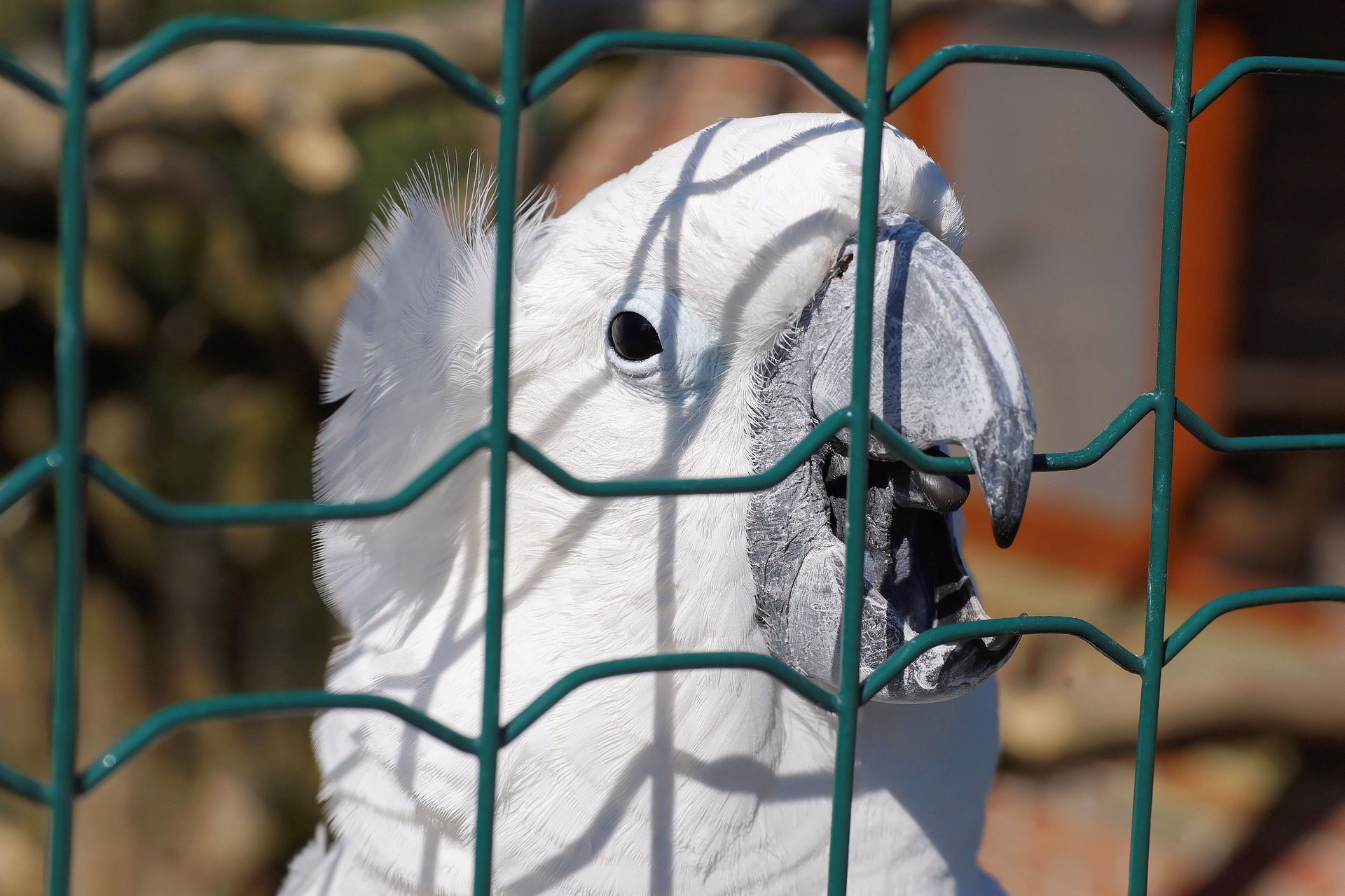 Cacatua dalla cresta di fuoco